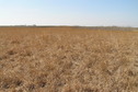 #8: View to the west from the confluence point.