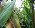 #2: walking down one of the corn rows