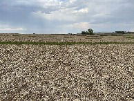 #5: View to the east from the confluence point. 