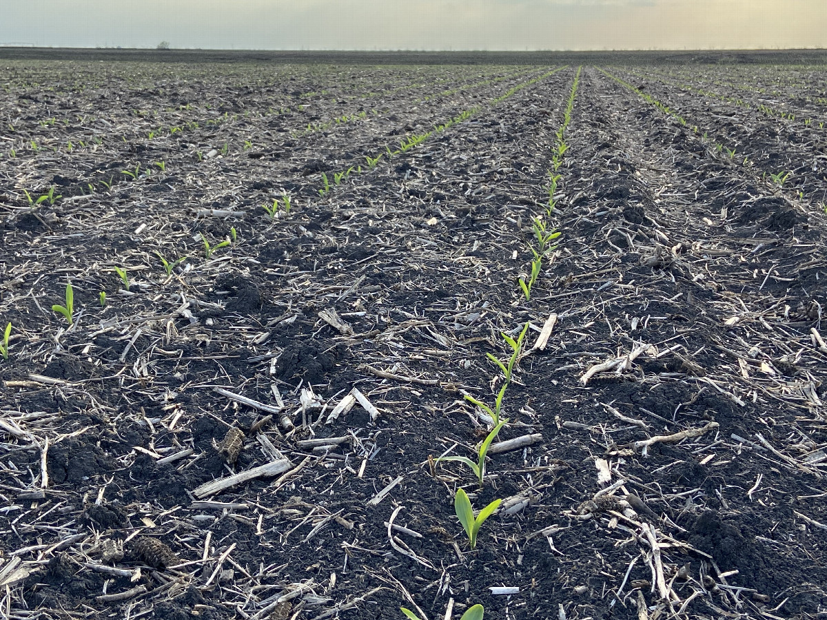 Ground cover at the confluence point. I made sure not to step on any of these corn plants!