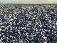 #8: Ground cover at the confluence point. I made sure not to step on any of these corn plants!