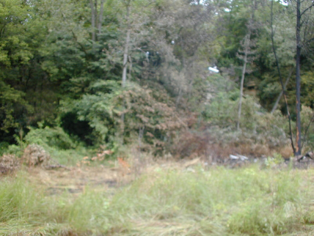 Looking north.  Some grass and a tree show evidence of a recent fire.