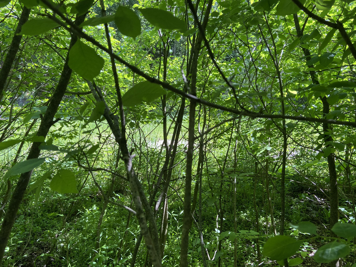 View to the south from the confluence point with the river visible. 