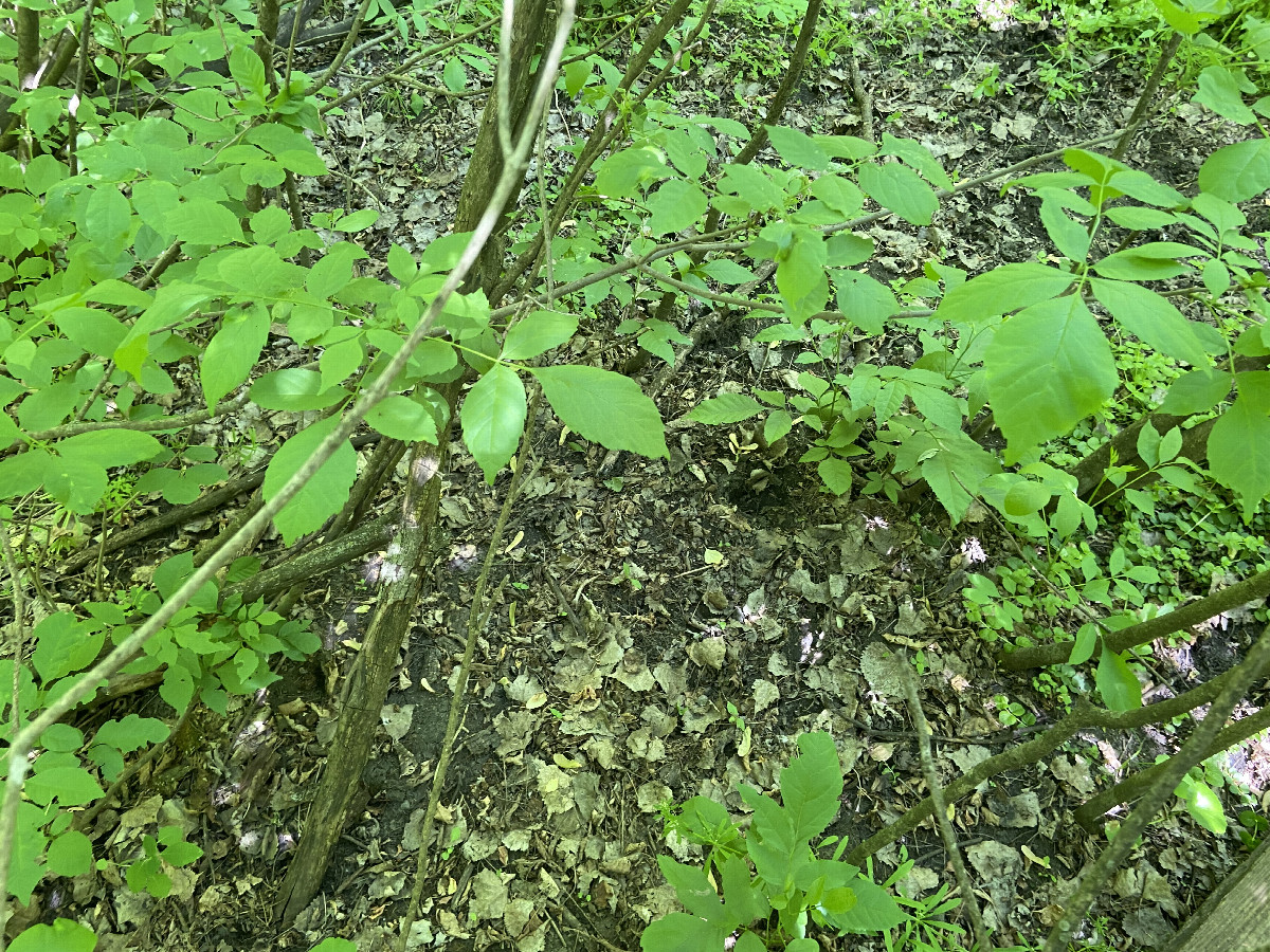 Groundcover at the confluence point. 