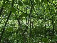 #4: View to the south from the confluence point with the river visible. 