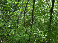 #5: View to the west from the confluence point. 