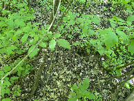 #8: Groundcover at the confluence point. 