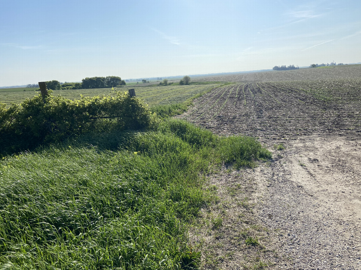 View to the east from the nearest road. The confluence lies past the small line of trees on the left.