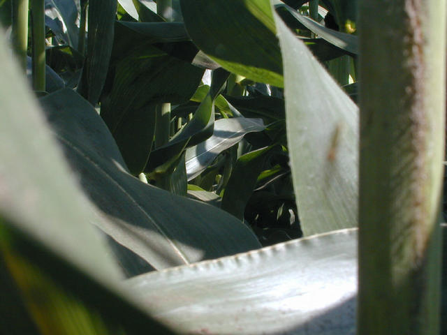 The typical view in the area of the confluence.