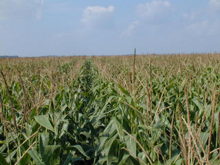 #1: From confluence, looking north just above the corn tops.