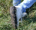 #7: The moist, black Iowa soil clung stubbornly to shoes.