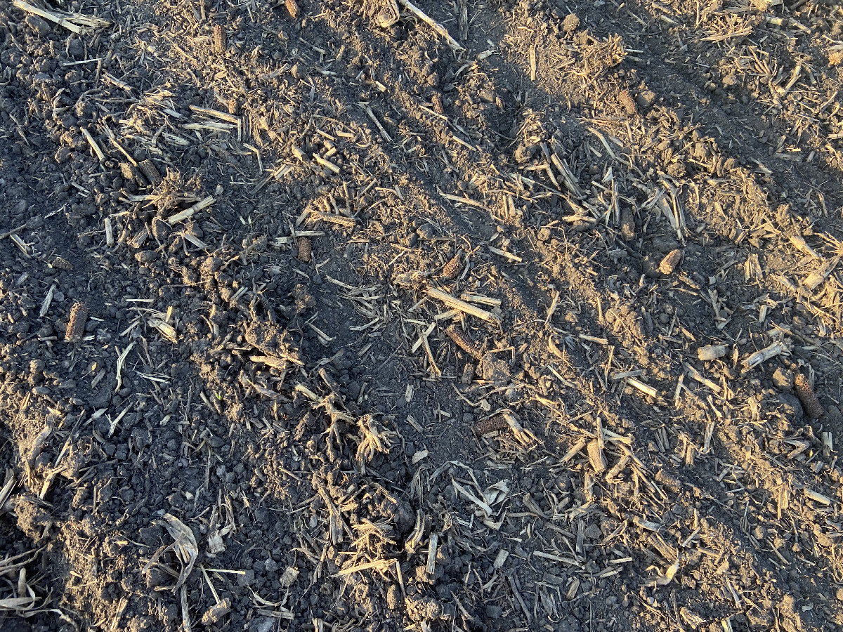 Ground cover at the confluence point. 