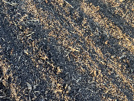 #8: Ground cover at the confluence point. 