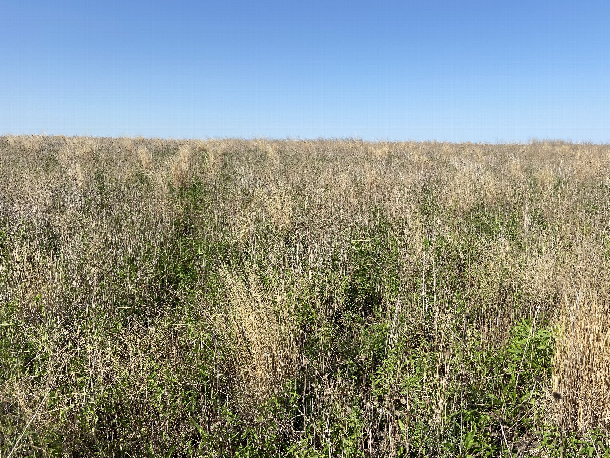 Site of 43° north 95° west in the foreground, looking north east.