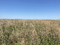 #3: Looking east from the confluence point. 