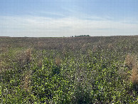 #5: Looking west from the confluence point. 