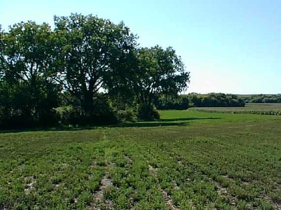 View from the confluence looking west