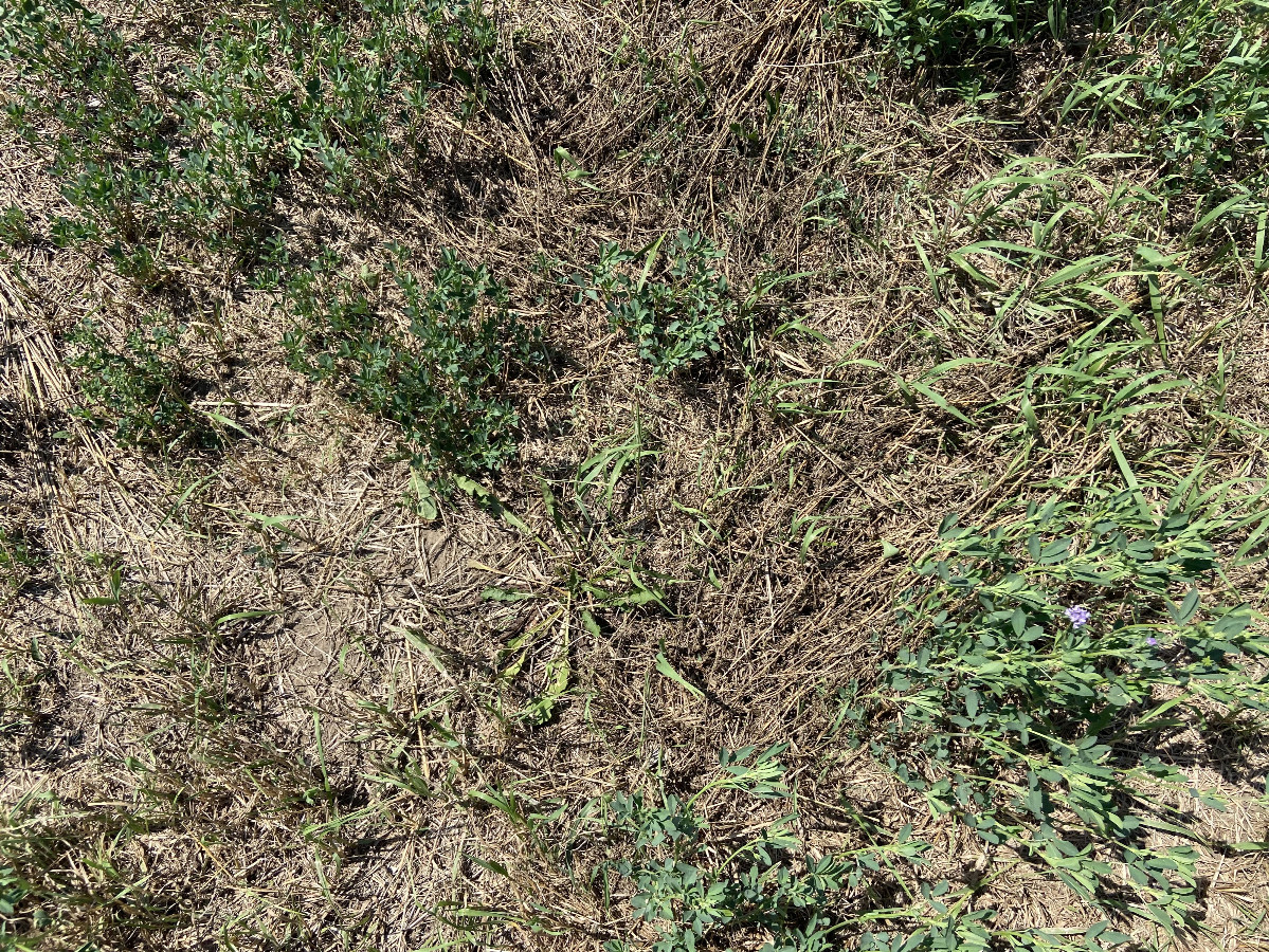 Ground cover at the confluence point. 