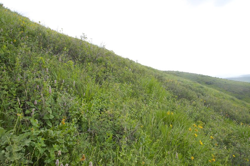 View South (along the hillside)