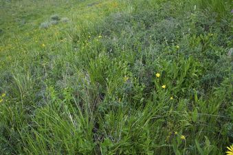 #1: The confluence point lies on a steep, west-facing hillside of Bergeson Hill, with abundant wildflowers