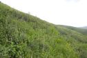 #4: View South (along the hillside)
