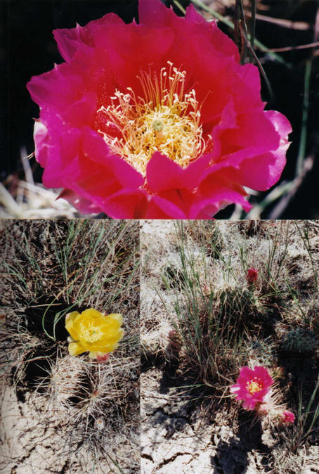 Beautiful Cactus Blooms