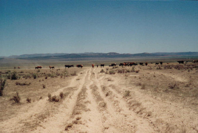 Looking East, with Cattle at Water Trough