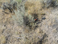 #6: Ground cover and confluence sagebrush