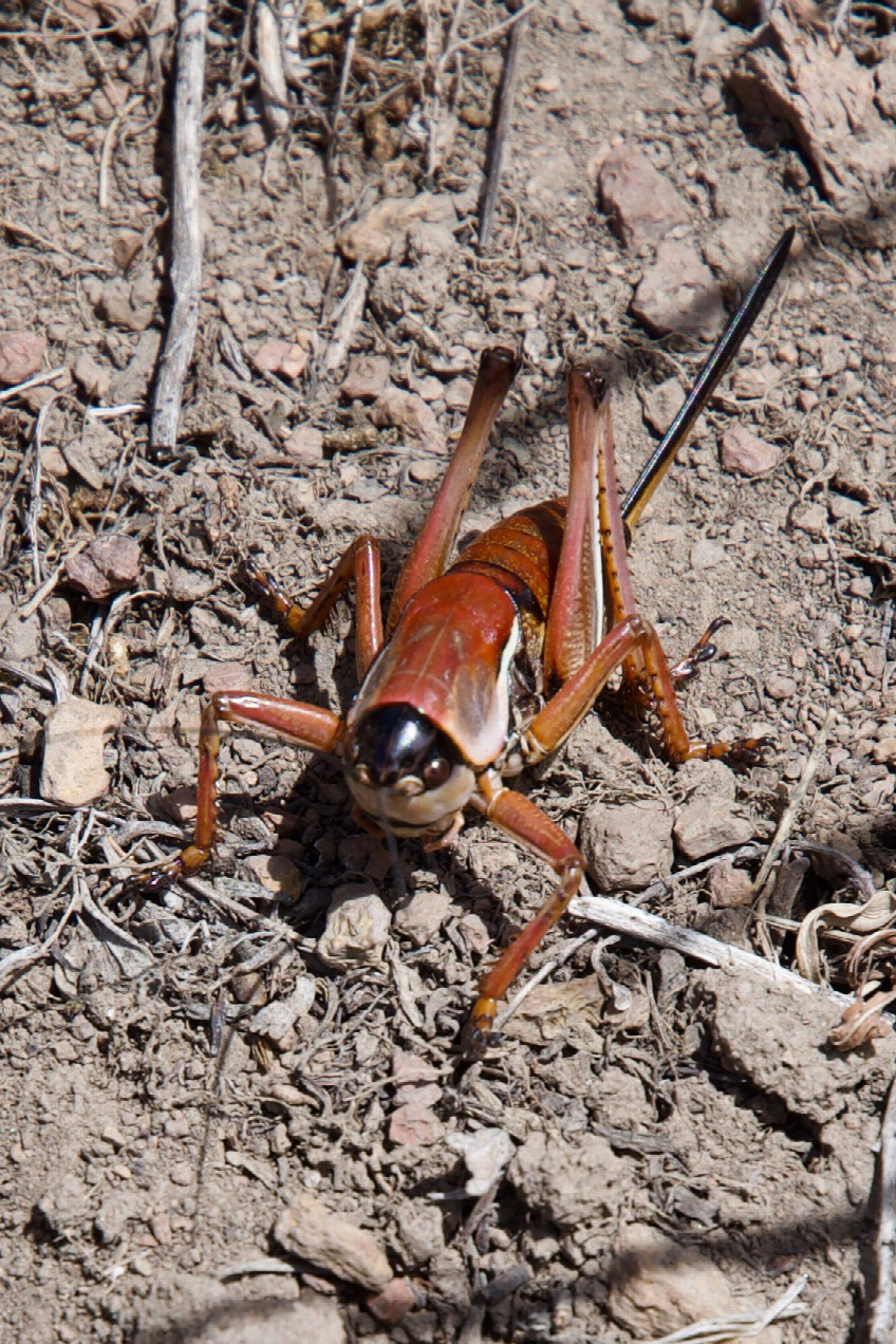 One of the many Mormon crickets swarming in the area of the confluence point