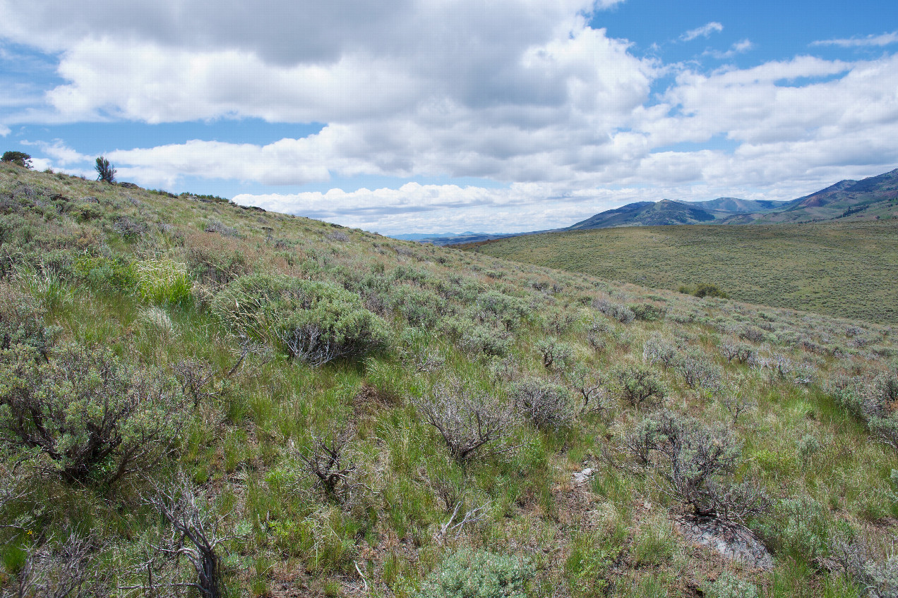 The confluence point lies on a sagebrush-covered, West-facing slope. (This is also a view to the South)