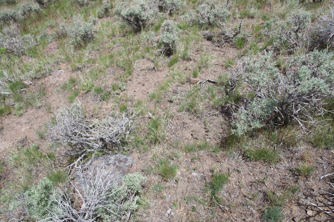 Ground cover at the confluence point
