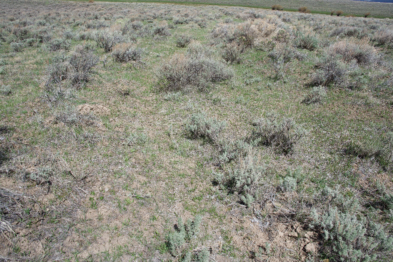 Ground cover at the confluence point
