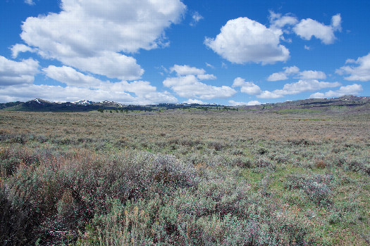 #1: The confluence point lies on an old road cut, in a sagebrush-filled meadow.  (This is also a view to the West.)