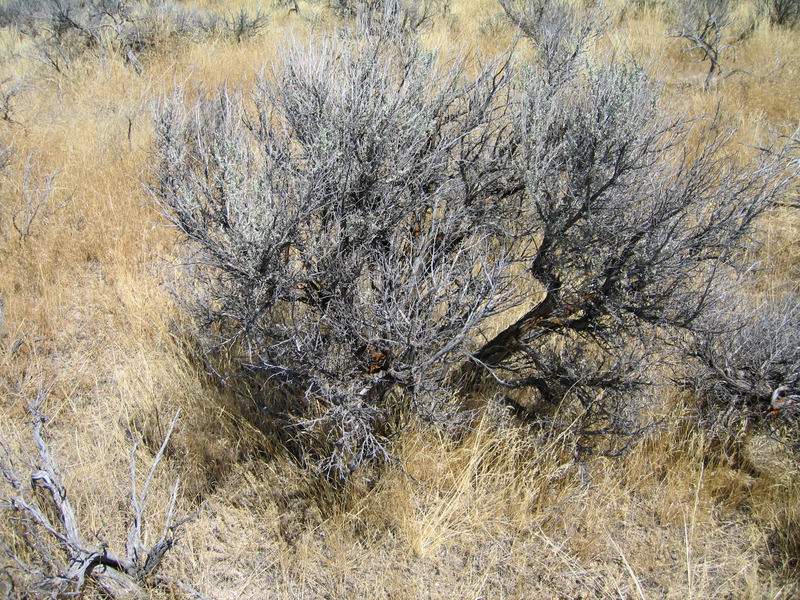 Confluence sagebrush