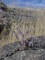 #10: late summer confluence color