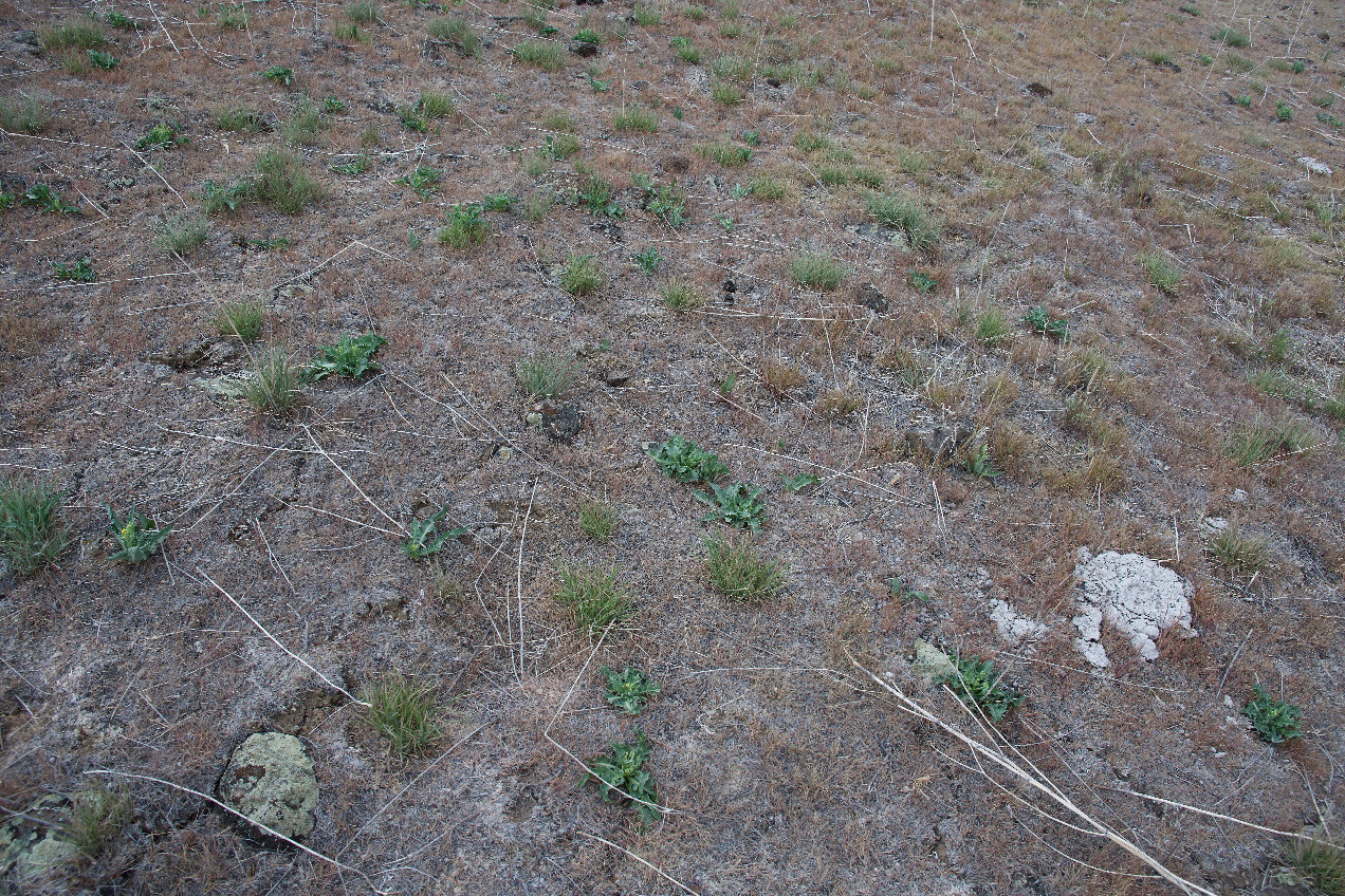 Ground cover at the confluence point