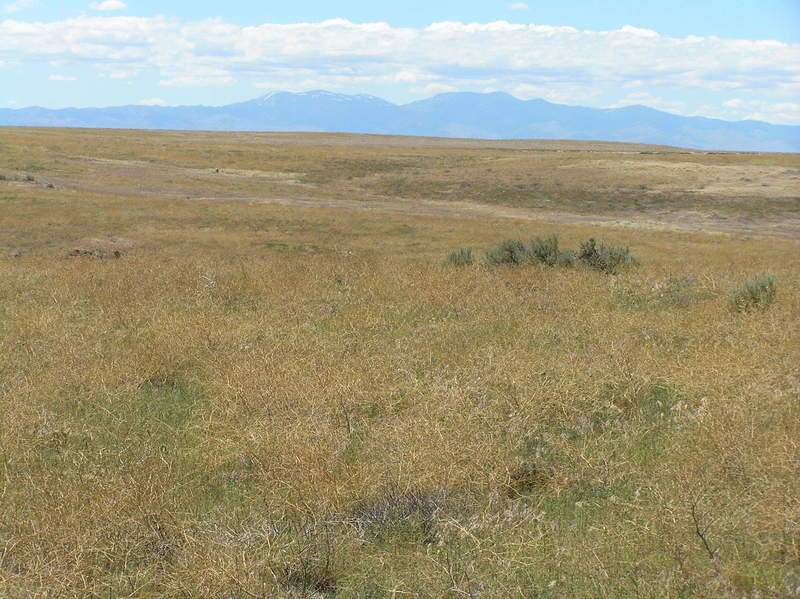 View to the west from the confluence point.