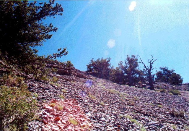 looking east, back up to the ridge, into the sun