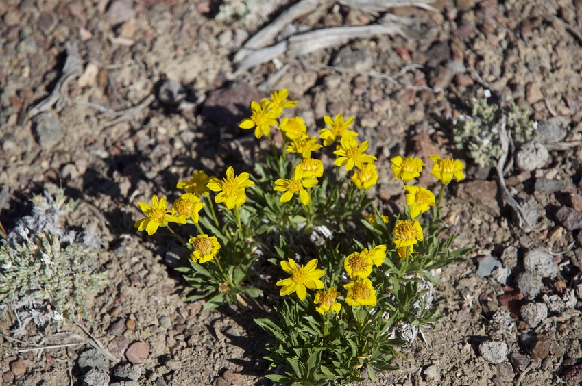 Wildflowers growing near the confluence point