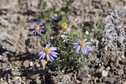 #7: Wildflowers growing near the confluence point