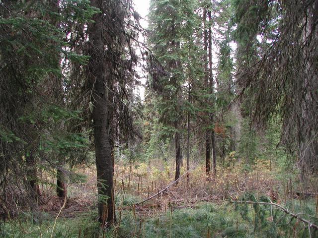 Looking west from the confluence