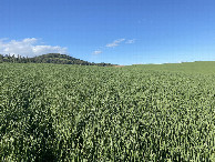 #3: View to the East from the confluence point. 