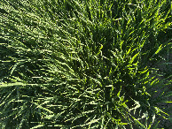 #8: Ground cover at the confluence point. 