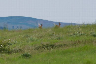 #12: This pair of white-tailed deer ran away as I walked through long grass