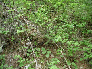 #1: Looking south at the hillside