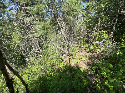 #1: The confluence of 48° north 117° west, in the foreground, looking Northeast. 