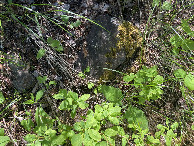 #8: Ground cover at the confluence point. 