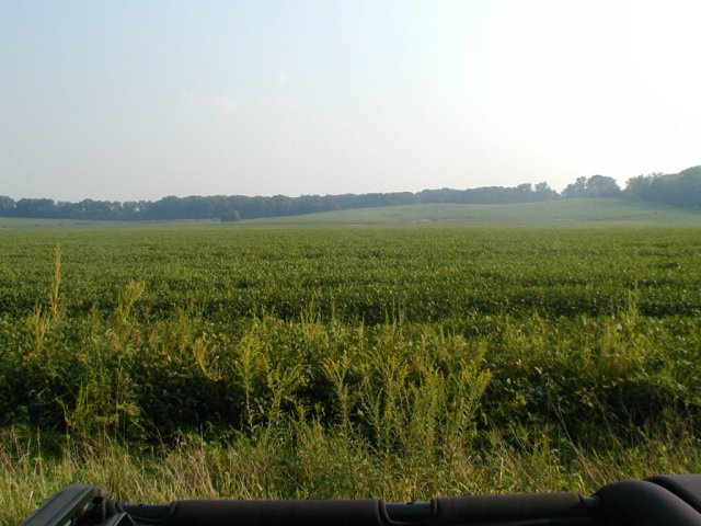 Good pic looking south into the bean field