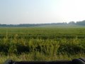 #5: Good pic looking south into the bean field