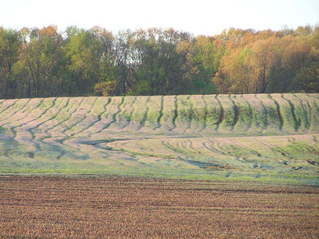 #1: Confluence of 38 North 89 West in southern Illinois, USA, looking south.